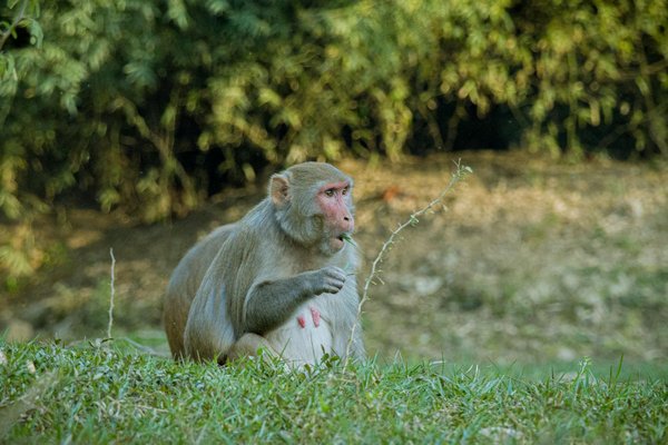 Chocolat : histoire, fabrication et délices à concocter